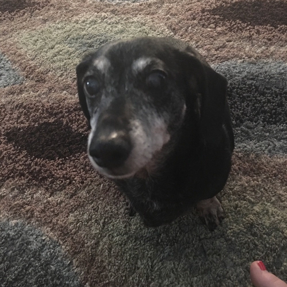 Meet your Posher, Holly